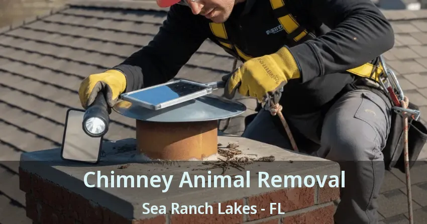 Chimney Animal Removal Sea Ranch Lakes - FL